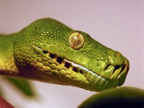 Imágenes de Serpientes   Fotos de Reptiles | Fotos e ...