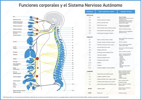 Imágenes de Sistema nervioso autónomo   Fotos de Sistema ...