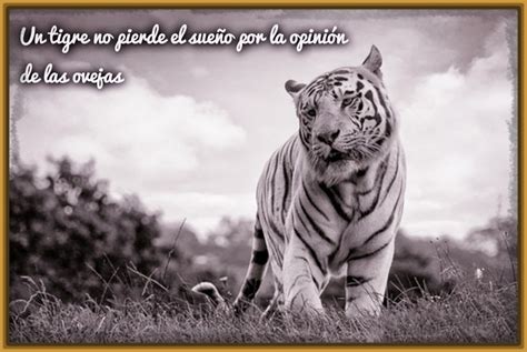 Imagenes de Tigres con Frases Positivas Hoy | Imagenes de ...