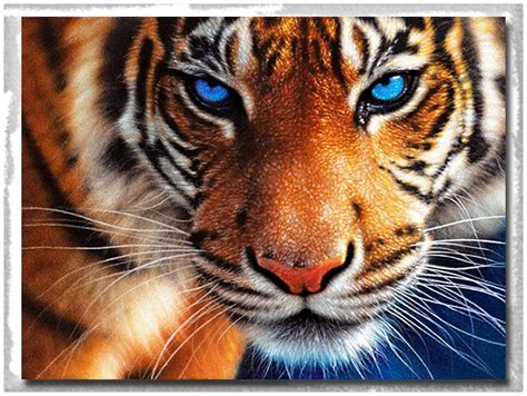 Imagenes de Tigres en 3d Simples | Imagenes de Tigres