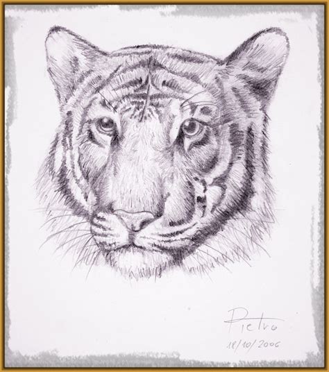 imagenes de tigres para dibujar a lapiz Archivos ...