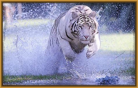 Imagenes de Tigres Salvajes Cazando Impresionantes | Fotos ...