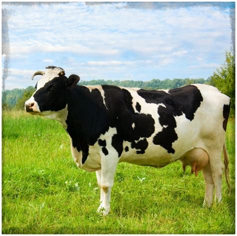 imagenes de vacas lecheras en caricaturas Archivos | Fotos ...