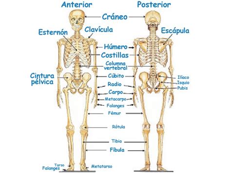 Imágenes del Cuerpo Humano: Partes, Organos, Huesos ...