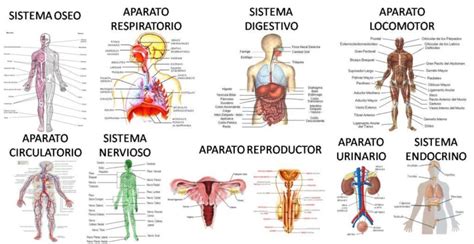 Imágenes del Cuerpo Humano: Partes, Organos, Huesos ...