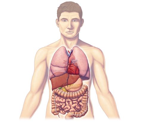 Imágenes del Cuerpo Humano: partes, órganos, huesos y ...