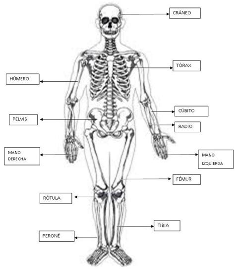 Imagenes del esqueleto humano con todas sus partes Imagui