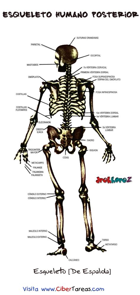 Imagenes Del Esqueleto Humano Related Keywords ...