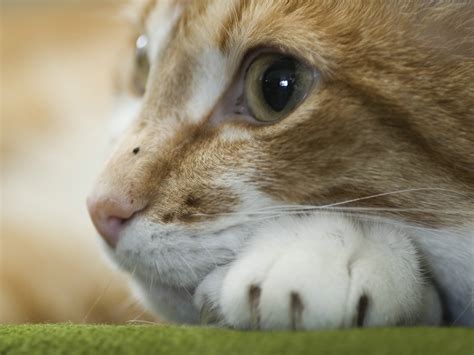 Imágenes del mundo animal: Gatos