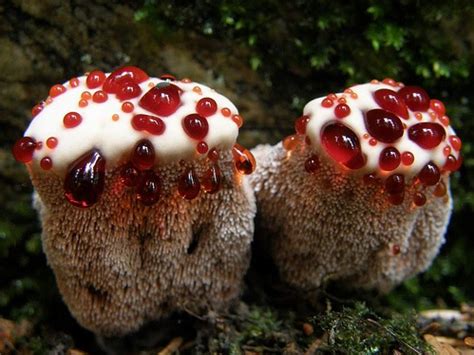 Imagenes del reino fungi   Imagui