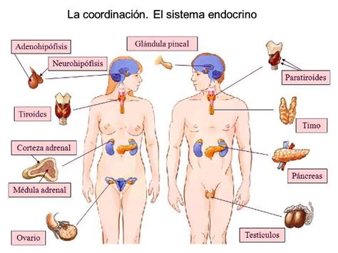 Imágenes del sistema endocrino   Sistema endocrino