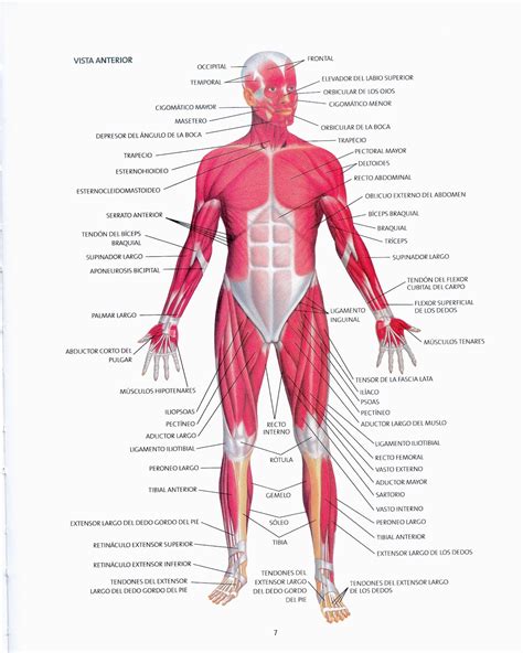 Imagenes Del Sistema Muscular Del Cuerpo Humano Y Sus Partes
