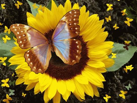 Imagenes Gifs: Mariposas y flores gifs