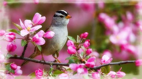 Imagenes Hermosas De Aves | Imágenes de Primavera