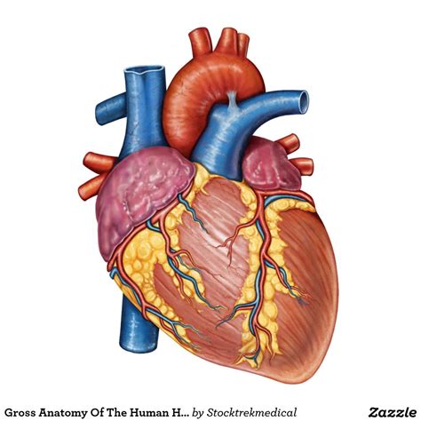 Imágenes informativas del corazón humano | Banco de ...