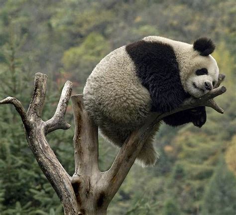 Imagenes osos panda