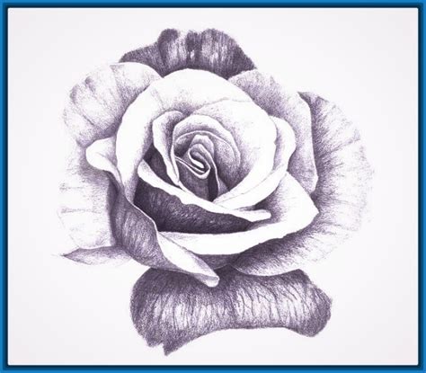 imagenes para dibujar a lapiz de rosas Archivos | Dibujos ...