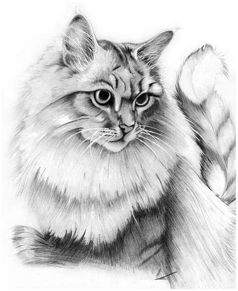 Imagenes para Dibujar Gatos a Lapiz | Dibujos de Gatos