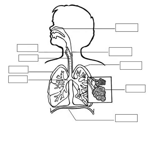 Imagenes para niños del aparato respiratorio Imagui