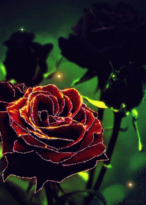 Imágenes románticas de rosas rojas de amor con movimiento ...