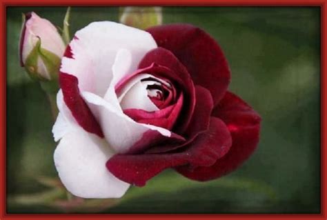 imagenes rosas preciosas Archivos | Imagenes de Rosa