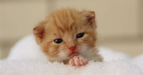 Imagenes Sin Copyright: Tierna fotografía de un gatito bebé
