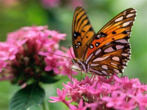 Imágenes y fotos de mariposas | Blogodisea