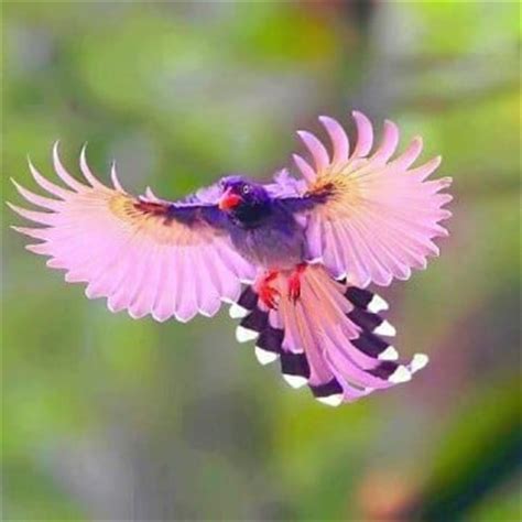 Imagenes y fotos de pájaros de colores volando | Imagenes ...