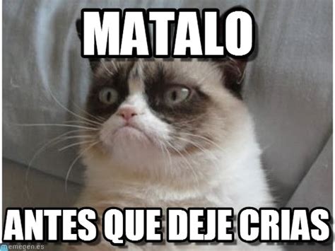 Imagenes y Memes graciosos de Gatos para Whatsapp | Fondos ...