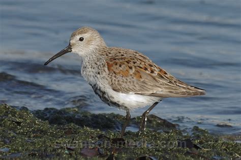 Images by Swanson Media: Dunlin | 1 of 5 | Dunlin