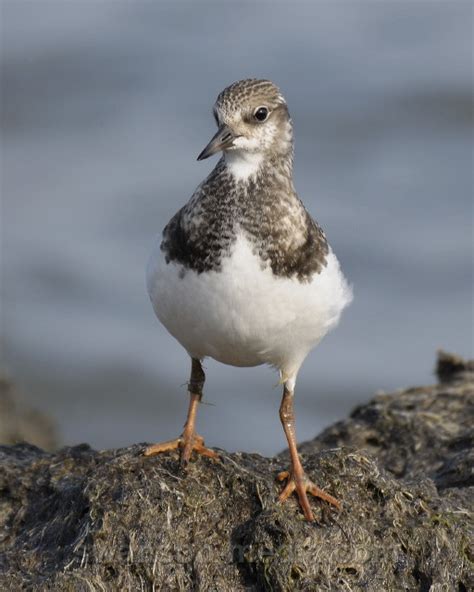 Images by Swanson Media: Turnstones | 3 of 12 | Ruddy ...