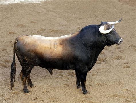 Imajenes De Toros | imajenes de toros fotos de toros cebu ...