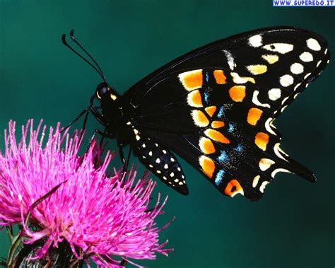 Immagini Farfalle • 112 Immagini in alta definizione  HD