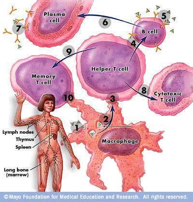 Immune System Lessons | WINNACUNNET BIOLOGY