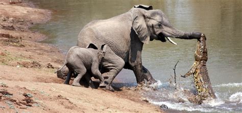 ¡Impactantes peleas de animales!_Spanish.china.org.cn_中国最 ...