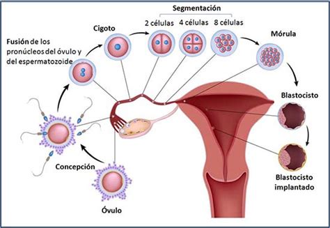 Implantación del embrión en el endometrio Embarazo ...