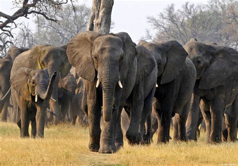 Imponente fotografia de uma manada de elefantes, África ...