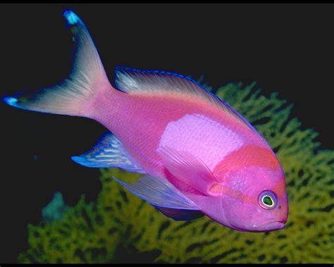 Important Information: Beautiful Fish Pictures & Wallpaper