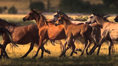Impresionante caballos en la naturaleza HD mp4   YouTube