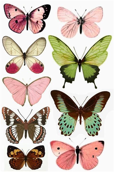 Imprimolandia: Mariposas para imprimir