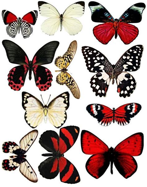 Imprimolandia: Mariposas para imprimir