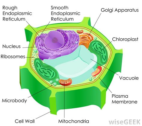In Cell Biology, what are Vesicles?  with picture