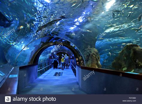 In the Aquarium of San Sebastian  Donostia , Basque ...