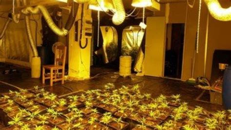 Incautadas 300 plantas de marihuana en un domicilio de Piera