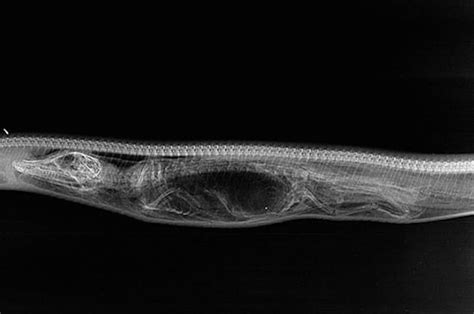 Incredible Gigantic Python Digesting Body Of Alligator ...