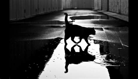 Increíbles fotos de misteriosos gatos en blanco y negro ...