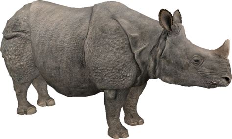 Indian Rhino at Zoo Tycoon 2 Nexus   Mods and community