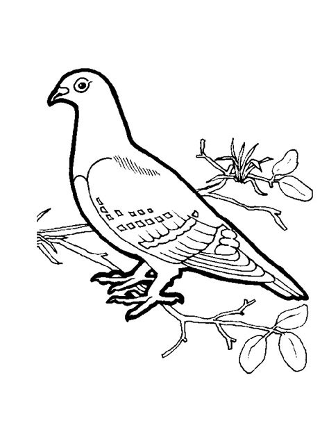 Índice de dibujos: aves