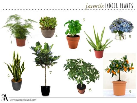 Indoor Office Plants With Names