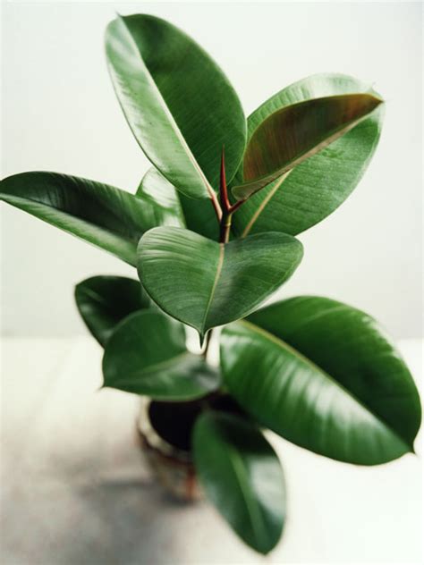 Indoor Plant Care   Rubber Tree
